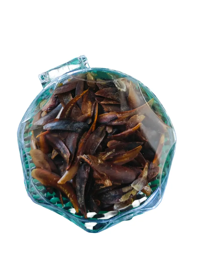 ضفرة (لسان عصفور)